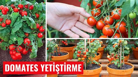 Evde çeri domates yetiştirmek